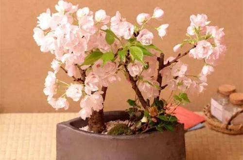 樱花盆景的基础养护知识