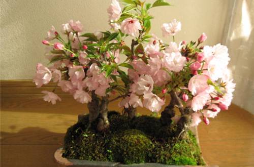 樱花盆景的基础养护知识