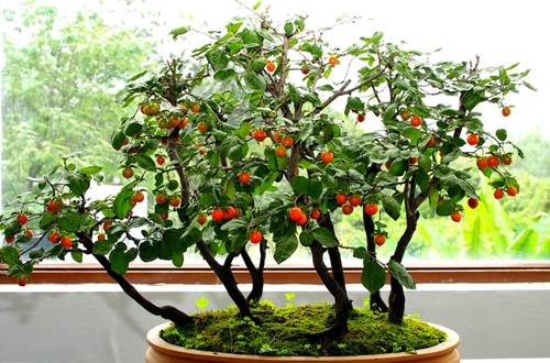 1535534617479029.jpg 老鸦柿盆景的日常养护方法及注意事项