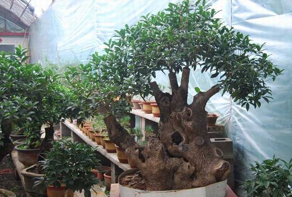 桂花树盆景怎么修剪好