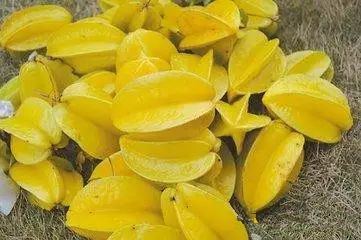 新工艺蒸馏技术之家庭杨桃酒制作方法-家庭蒸馏机器