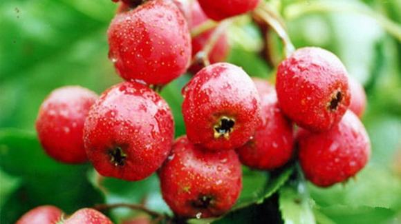 蒸酒设备-山楂酒技术方法