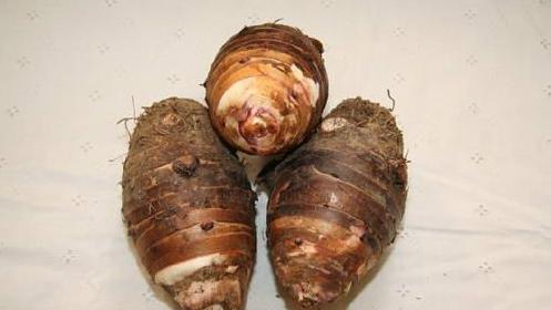 烧酒设备之香芋酒家庭酿制法