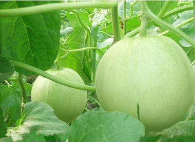 家庭香瓜酒自酿方法过程