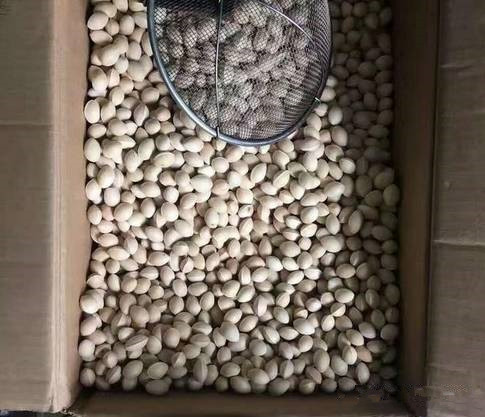 白果酒的酿制方法