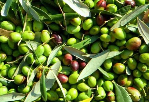 橄榄酒制作方法