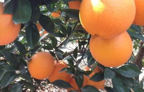 柳橙酒在家如何酿制-家用烤酒机器