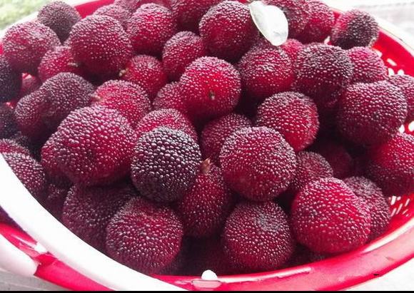 杨梅酒要泡制多久才可以喝?