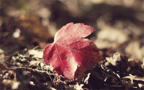 描写安静看书的诗句