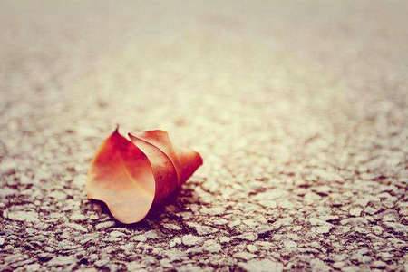 乡下人家乡的导游词