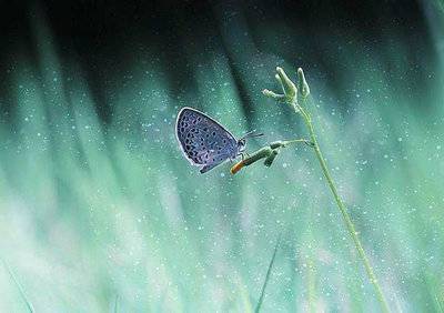 麋鹿导游词50字