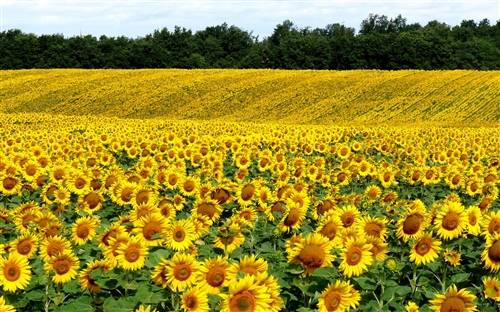 关于大海和海鸥的诗句