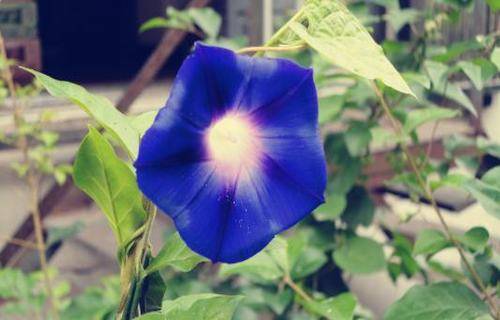 古诗文配画简单一点的