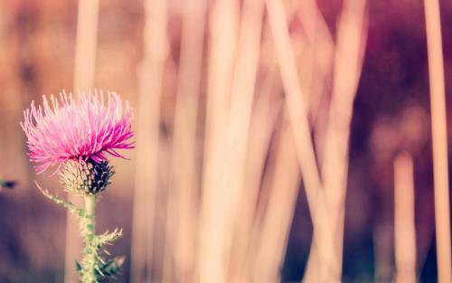 国外景点导游词提纲