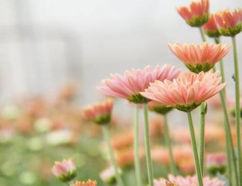 曹操爱贤惜才的诗句