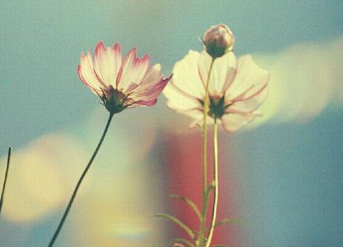 含瑞雅两字的诗句