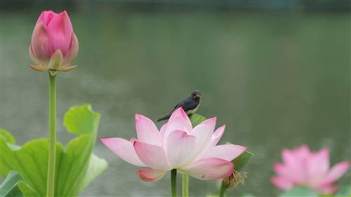 雁荡山灵岩寺导游词