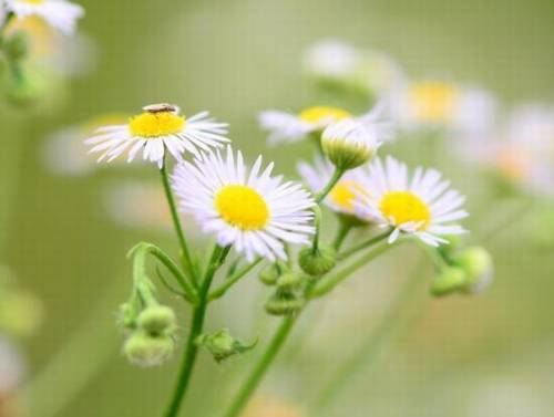 形容不生气的诗句