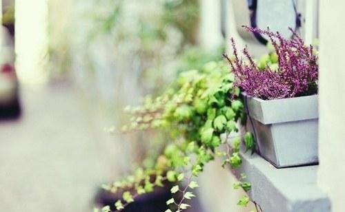 描写鸭子的诗句