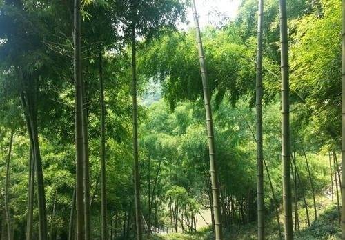 关于敬安的导游词