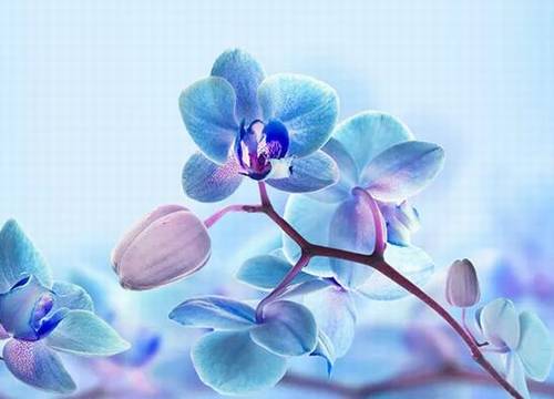 幼儿园古诗配图