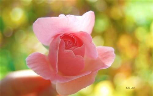 榆树十里桃花导游词