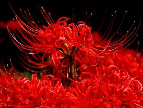 安徽芜湖概况导游词