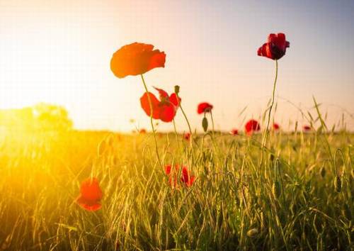 西藏之旅的导游词