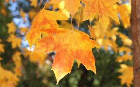 万绿湖导游词四百字