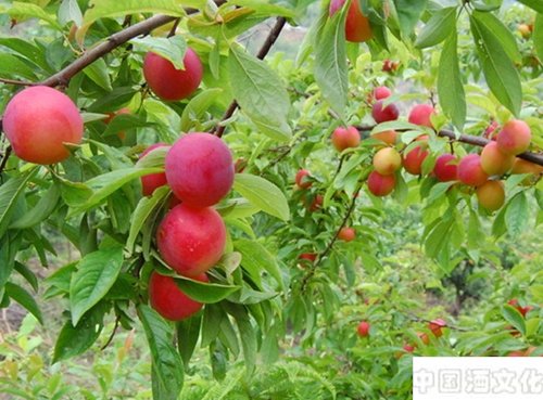 酿酒技术:李子酒怎么做?教你自酿李子酒_调制酿造_