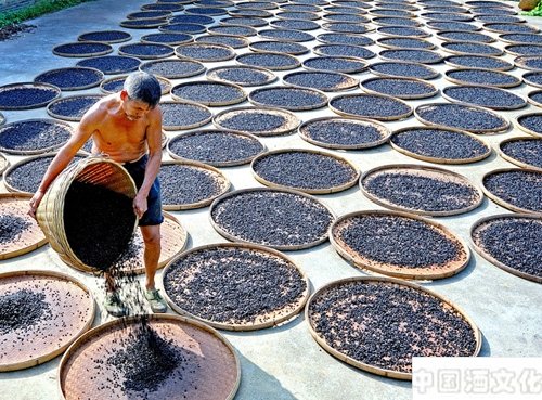 制曲知识:曲的病害及曲虫的防治_调制酿造