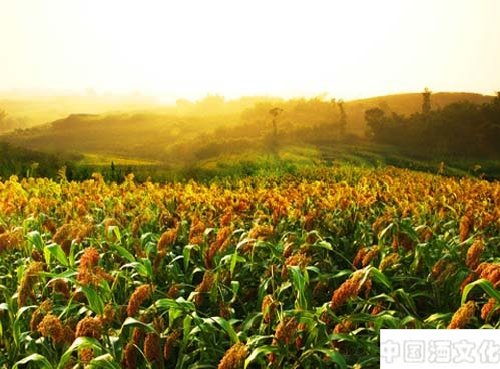 白酒酿造知识:原辅材料的选购与贮存标准_调制酿造_