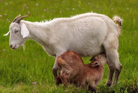 母羊不同时期的饲料配方_养羊