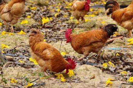 葡萄糖喂鸡起到什么作用_养鸡