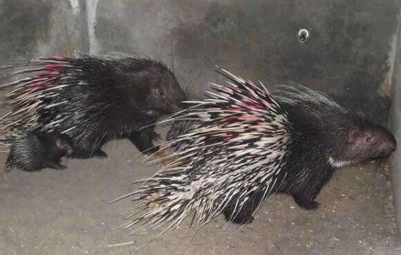 怎么提高豪猪的繁殖能力?_豪猪养殖