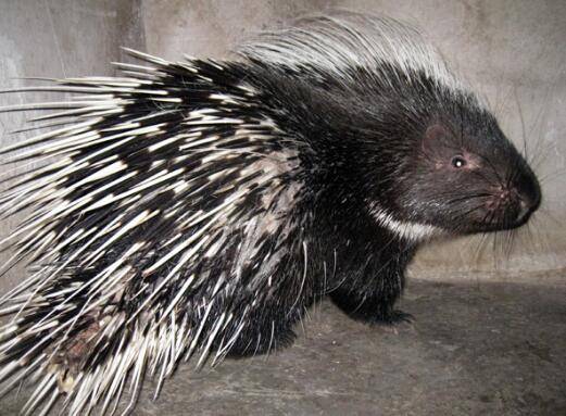 怎么提高豪猪的繁殖能力?_豪猪养殖