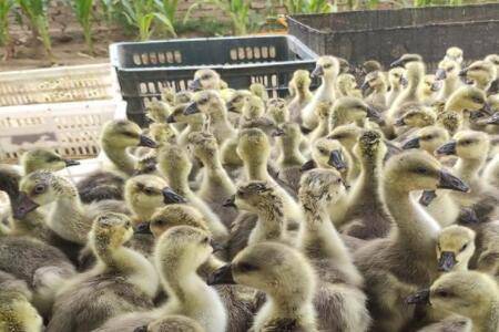 狮头鹅小苗怎么分辨公母_养鹅