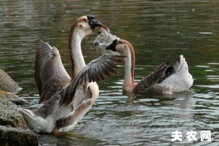 狮头鹅养多久开始产蛋?_养鹅