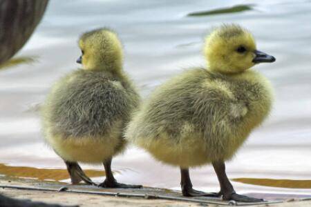 刚出生一个月的鹅喂什么饲料_养鹅