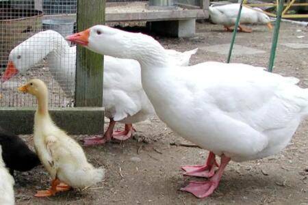 公鹅和母鹅的辨别方法_养鹅