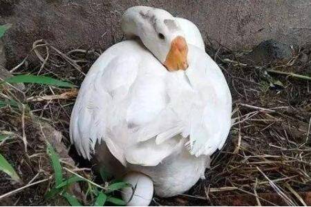 鹅不同周龄的饲料配方表_养鹅