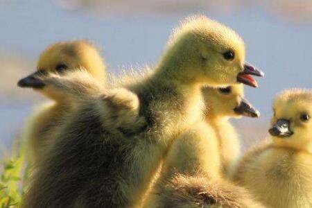 小鹅脖子毛总是潮湿怎么办_养鹅