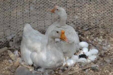 鹅一次可以抱几个蛋_养鹅