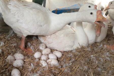 鹅一次可以抱几个蛋_养鹅