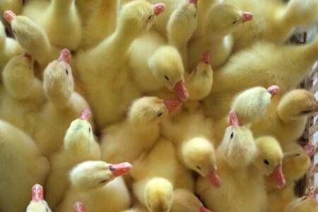 刚出生一个月的鹅喂什么饲料_养鹅