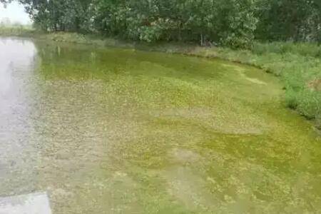 虾塘水变绿色怎么办_养虾