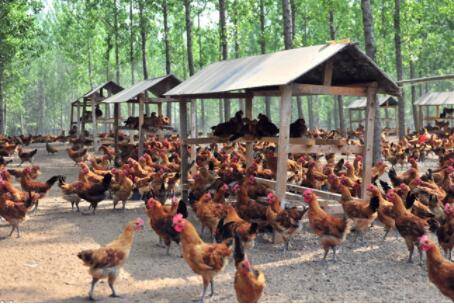 小型养鸡场投资成本及利润分析_养鸡