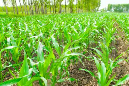 敌敌畏对玉米苗有害?_种植问答