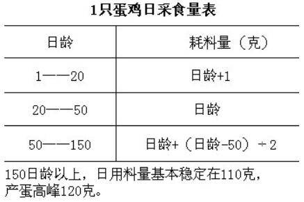 不同日龄蛋鸡吃料的计算公式_养鸡