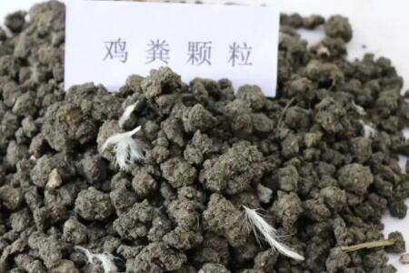 鸡粪发酵后怎么施肥?_养鸡